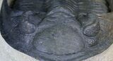 Zlichovaspis Trilobite - Great Eye Facets #27568-9